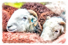 Herdwick Sheep Acrylic Paintings, Herdwick Sheep Oil Painting, Herdwick Sheep Art Studio, Herdwick Drawings, Lakeland Sheep, Herdwick Sheep Sketch, Herdy Sheep Artist, Mixed-Media Herdy Art, Herdy Art, Herdwick Sheep Prints, Herdwick Wall Art, Herdwick Sheep Art, Herdwick, Herdy Sketches, Herdy, Herdwick Artwork, Herdy Wall Art, Herdy Ewe, Lakeland Herdy Artworks, Herdy Sketch, Herdwick, Herdies, Herdwick Sheep Oil Pastels, Herdwick Sheep Oil Painting, Silver How, High Raise, Thunacar Knott, Hen Comb, Selside, Lowick, Blindcrake, Hensingham, Lingmoor Fell, Hutton Roof (Kirkby Lonsdale), Sandwi