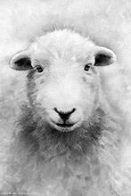 Herdwick Sheep Oil Pastels, Herdwick Wall Art, Herdwick, Herdwick Sheep Art Studio, Herdy, Herdy Sketch, Herdwick Sheep Art, Herdies, Herdwick Sheep Prints, Herdwick Drawings, Herdwick Sheep Oil Painting, Lakeland Sheep, Herdwick Sheep Sketch, Herdy Wall Art, Herdwick Sheep Oil Painting, Herdy Ewe, Herdwick, Herdy Art, Herdy Sketches, Herdwick Sheep, Herdy Sheep Artist, Herdwick Artwork, Lakeland Herdy Artworks, Mixed-Media Herdy Art, Haycock, Cotehill, Lamplugh, Wansfell, Millom, Fellbarrow, Beetham, Sour Howes, Caudale Moor, Bonscale Pike, Askham, Durdar,  Lake District.