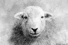 Herdwick Sheep Acrylic Paintings, Herdwick Sheep, Herdy Sheep Artist, Herdwick Sheep Oil Pastels, Herdwick, Herdwick Sheep Prints, Herdy Wall Art, Herdwick Sheep Art, Herdwick, Herdy, Herdwick Drawings, Herdwick Sheep Oil Painting, Herdy Sketch, Herdwick Sheep Sketch, Herdy Ewe, Herdwick Wall Art, Herdies, Herdwick Artwork, Herdy Sketches, Herdwick Sheep Art Studio, Lakeland Herdy Artworks, Lakeland Sheep, Herdwick Sheep Oil Painting, Mixed-Media Herdy Art, Ambleside, Bigrigg, Lake District, Hart Crag, Lingmoor Fell, Gilsland, Heron Pike, Penruddock, Blake Fell, Buckbarrow, Cumwhinton, Grinsda