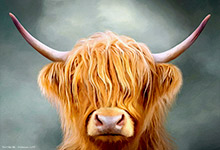 Katie the Highland Cow ,Art, Artwork, Art Print