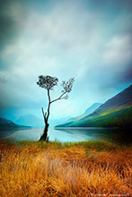 Lone Tree Buttermere Lake District ,Art, Artwork, Art Print