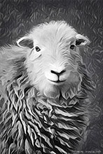 Mixed-Media Herdy Art, Herdwick Sheep Prints, Herdy Sketch, Lakeland Herdy Artworks, Herdy Wall Art, Herdwick Sheep Oil Pastels, Herdwick Sheep Art Studio, Herdy Ewe, Herdy, Herdwick Sheep Oil Painting, Herdwick Sheep, Herdwick Wall Art, Lakeland Sheep, Herdy Sketches, Herdy Sheep Artist, Herdwick Sheep Acrylic Paintings, Herdwick Sheep Oil Painting, Herdwick Artwork, Herdwick, Herdwick Sheep Sketch, Herdwick Drawings, Herdwick, Herdies, Herdwick Sheep Art, Bakestall, Cotehill, Gosforth, Waterhead, Blindcrake, Aspatria, Hartsop above How, Milnthorpe, Backbarrow, Allithwaite, High Raise, Renwic