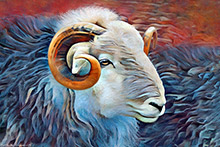 Herdwick, Herdwick Sheep Oil Painting, Lakeland Sheep, Herdwick Sheep Acrylic Paintings, Herdwick Sheep Oil Pastels, Mixed-Media Herdy Art, Herdy Ewe, Herdy Sketches, Herdies, Herdwick Sheep Art Studio, Herdwick Artwork, Herdy Sketch, Lakeland Herdy Artworks, Herdwick, Herdwick Sheep Oil Painting, Herdwick Drawings, Herdwick Wall Art, Herdwick Sheep Sketch, Herdwick Sheep, Herdwick Sheep Art, Herdy Wall Art, Herdy Art, Herdy Sheep Artist, Herdy, Blea Rigg, Barbon, Bigrigg, Great Asby, Wasdale Head, High Tove, Burgh by Sands, Welton, Skiddaw Little Man, Blencarn, Silver How, Great Cockup, Hethe