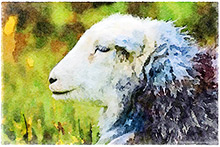 Herdwick Sheep Oil Pastels, Herdwick Wall Art, Mixed-Media Herdy Art, Herdy Wall Art, Lakeland Sheep, Herdwick Sheep Art Studio, Herdwick Drawings, Herdwick Sheep Prints, Herdy, Herdwick, Herdy Ewe, Herdies, Herdwick Sheep, Herdy Art, Herdy Sheep Artist, Herdwick Sheep Acrylic Paintings, Herdwick Sheep Oil Painting, Herdwick Sheep Oil Painting, Herdy Sketches, Herdwick Artwork, Herdwick Sheep Art, Herdy Sketch, Lakeland Herdy Artworks, Herdwick, Lindal in Furness, Old Town, Abbeytown, Caudale Moor, Broughton Moor, Distington, Penrith, High Rigg, Waterhead, Dean, Brae Fell, Dodd, Cumwhitton, Ga