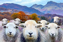 Herdy Art, Herdwick Sheep Art Studio, Herdy Ewe, Lakeland Sheep, Herdwick Sheep Prints, Herdwick Sheep Oil Pastels, Herdwick, Herdwick Drawings, Herdwick Sheep Sketch, Herdwick Sheep Acrylic Paintings, Herdwick Sheep Art, Herdwick Sheep, Mixed-Media Herdy Art, Herdwick Sheep Oil Painting, Herdwick, Herdy Sheep Artist, Herdy Sketch, Herdwick Wall Art, Herdwick Sheep Oil Painting, Herdy Wall Art, Herdwick Artwork, Lakeland Herdy Artworks, Herdy Sketches, Herdy, Clough Head, High Street, Harter Fell, Eskdale, Skiddaw Little Man, Crinkle Crags, High Newton, Irthington, Gosforth, Haystacks, Rowrah,