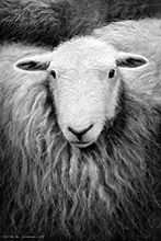 Herdwick Sheep Prints, Herdwick Sheep Art, Herdwick Sheep Art Studio, Herdwick Sheep, Herdy Sheep Artist, Herdwick Drawings, Herdy Sketch, Herdwick Artwork, Herdies, Mixed-Media Herdy Art, Herdy Sketches, Herdwick Sheep Oil Painting, Herdwick Sheep Sketch, Herdy, Lakeland Sheep, Herdy Ewe, Herdwick Sheep Oil Painting, Lakeland Herdy Artworks, Herdwick Sheep Acrylic Paintings, Herdy Art, Herdwick, Herdwick, Herdwick Sheep Oil Pastels, Herdwick Wall Art, Askam in Furness, Middleton, Beetham, Knott, Fairfield, Cumrew, Durdar, Milburn, Beckermet, Knott Rigg, Crosby Ravensworth, Urswick Great and L