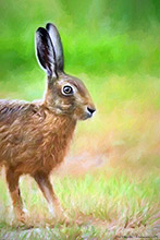 Lakeland Hare ,Art, Artwork, Art Print, Wall Art, Landscape Art, Wildlife Art