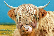 Highland Cow, Cow Licking Nose, Scotland, Highlands