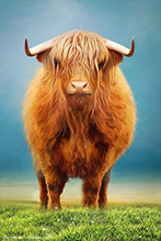 Highland Cow IV, Art, Scotland