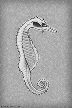 Seahorse Pencil Sketch, Marine Life Wall Art.