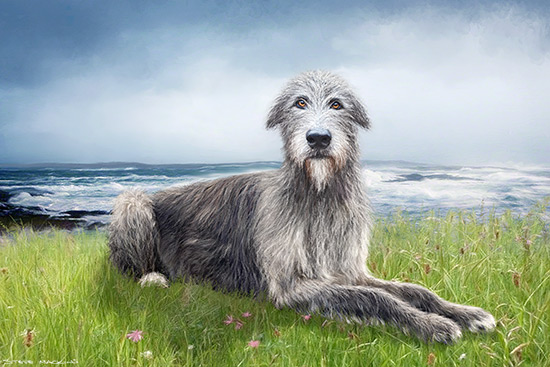 Irish wolfhound ~ Gandalf II