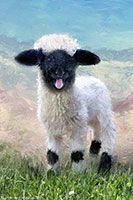 Valais Blacknose Sheep, Valais, Blacknose