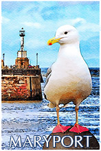 Seagull ~ Maryport Lighthouse | Seagull ~ Maryport Lighthouse, Maryport, Cumbria, Art Prints, Photo Prints Seagull ~ Maryport Lighthouse, Maryport, Cumbria, Art Prints, Photo Prints