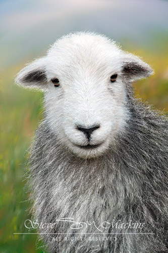 Lorton Herdwick II
