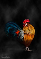 Cockerel