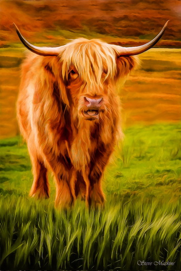 Highland Cow