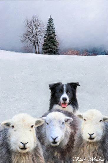 Herdwick Sheep and Sheepdog