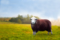 Herdwick Sheep, Herdwick Artwork, Herdwick Sheep Oil Pastels, Herdwick Sheep Oil Painting, Herdwick Wall Art, Herdwick Sheep Art Studio, Herdwick Drawings, Herdies, Herdy Wall Art, Mixed-Media Herdy Art, Herdy Art, Herdy, Herdy Sheep Artist, Herdwick Sheep Sketch, Herdy Ewe, Herdwick Sheep Oil Painting, Herdwick Sheep Art, Herdwick Sheep Acrylic Paintings, Lakeland Sheep, Lakeland Herdy Artworks, Herdwick Sheep Prints, Herdwick, Herdy Sketches, Herdwick, Sandside, High Raise, Garrigill, Grayrigg, Durdar, Millom, Newbiggin-on-Lune, Hayton (Aspatria), Mosedale, Slate Fell, Askham, Great Gable, H