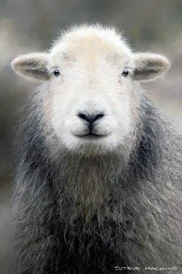 Hillside Herdwick