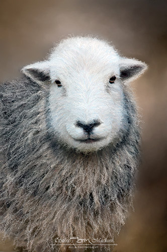 Herdwick Ewe - Herdwick Sheep Art - Art Prints Herdwick Ewe