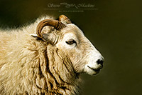 Herdwick Sheep Oil Painting, Herdwick Sheep Art Studio, Herdy Sheep Artist, Herdwick Sheep Prints, Herdwick, Herdy Sketch, Herdwick Sheep Oil Pastels, Lakeland Herdy Artworks, Herdwick Artwork, Herdwick Drawings, Herdwick Sheep Acrylic Paintings, Mixed-Media Herdy Art, Herdwick Sheep, Herdwick Sheep Art, Herdy Art, Herdwick, Herdwick Wall Art, Lakeland Sheep, Herdy Sketches, Herdwick Sheep Sketch, Herdy Wall Art, Herdy Ewe, Herdwick Sheep Oil Painting, Herdy, Grange (Keswick), Killington, Meal Fell, Aikton, High Seat, Lank Rigg, Grasmere, Newbiggin-on-Lune, Lanercost, Bardsea, Walton, Slate Fe