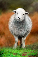 Mixed-Media Herdy Art, Herdwick, Herdwick Wall Art, Herdies, Herdwick Artwork, Herdy Sketches, Herdy Art, Herdwick, Herdwick Sheep Art, Herdy, Herdwick Drawings, Herdwick Sheep Art Studio, Lakeland Herdy Artworks, Herdy Sheep Artist, Lakeland Sheep, Herdwick Sheep Oil Painting, Herdwick Sheep Oil Painting, Herdwick Sheep Oil Pastels, Herdwick Sheep Sketch, Herdy Ewe, Herdwick Sheep, Herdwick Sheep Acrylic Paintings, Herdwick Sheep Prints, Herdy Sketch, Great Orton, Seathwaite (Duddon Valley), Great End, Great Broughton, Urswick Great and Little, Irthington, Nab Scar, Bleaberry Fell, Bridekirk,