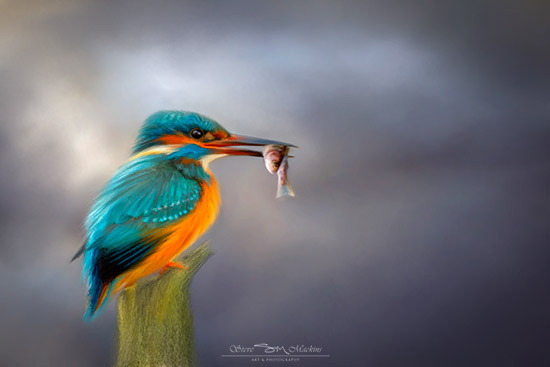 Kingfisher