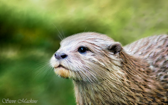Otter