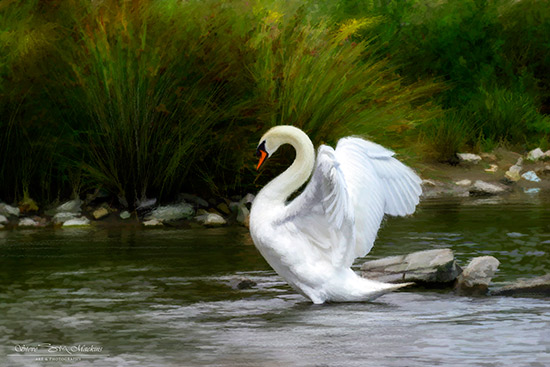 Swan