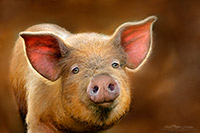 Pig, Hog, Sow, Art Print, Artwork, Decor, Wildlife, Print, Drawing, Painting, Print of an original artwork.