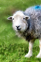 Herdwick, Herdwick Sheep Oil Painting, Herdwick Sheep Art, Herdwick Sheep Prints, Herdy Wall Art, Herdy Sketch, Herdy Sheep Artist, Herdy Art, Herdy Ewe, Herdwick Sheep Sketch, Herdy, Herdwick Drawings, Herdwick, Herdies, Lakeland Herdy Artworks, Herdy Sketches, Lakeland Sheep, Herdwick Sheep Art Studio, Herdwick Sheep Acrylic Paintings, Herdwick Sheep Oil Painting, Herdwick Artwork, Herdwick Sheep Oil Pastels, Mixed-Media Herdy Art, Herdwick Sheep, Baycliff, Crook, Witherslack, Brigham, Little Hart Crag, Appleby-in-Westmorland, Hart Side, Cleator, Catterlen, Scaleby, Millom, Kirkby Lonsdale, 