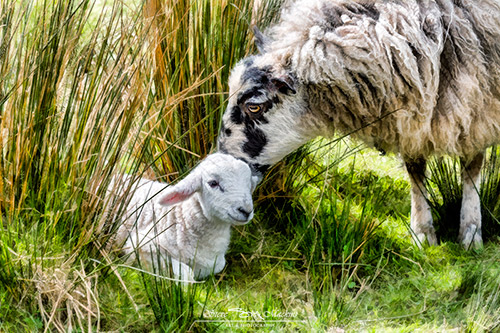 Lake District Ewe with her Lamb - Sheep Art - Art Prints Lake District Ewe with her Lamb