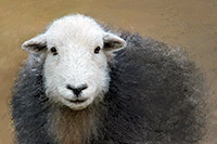 Herdy Art, Herdy Ewe, Herdwick Wall Art, Herdy Wall Art, Herdwick, Herdwick Artwork, Herdwick Sheep Oil Painting, Herdy Sketches, Herdwick Sheep Prints, Herdwick, Herdy Sheep Artist, Herdwick Sheep Sketch, Herdwick Sheep Acrylic Paintings, Lakeland Herdy Artworks, Herdy, Herdwick Sheep Art Studio, Herdwick Sheep Art, Herdwick Sheep Oil Pastels, Lakeland Sheep, Herdwick Sheep Oil Painting, Mixed-Media Herdy Art, Herdwick Drawings, Herdwick Sheep, Herdy Sketch, Beckermet, Camerton, Little Asby, Cotehill, High Hesket, Witherslack, Drumburgh, Brockleymoor, Johnby, Bampton, Steel Knotts, Flookburgh