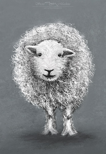 Herdwick Scribble II - Herdwick Sheep Art - Art Prints Herdwick Scribble II