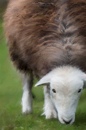Grazing Herdwick