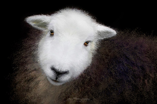 Derwentwater Herdwick
