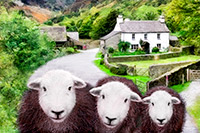 Herdwick, Herdy Wall Art, Herdwick Sheep Art Studio, Herdy Ewe, Herdwick Sheep Sketch, Herdwick Sheep Acrylic Paintings, Mixed-Media Herdy Art, Herdwick Sheep, Herdwick Sheep Oil Painting, Herdwick Drawings, Herdy Sketches, Herdy Sheep Artist, Lakeland Herdy Artworks, Herdwick, Herdies, Herdwick Sheep Prints, Herdwick Sheep Art, Herdwick Sheep Oil Painting, Lakeland Sheep, Herdwick Wall Art, Herdy Art, Herdy Sketch, Herdwick Sheep Oil Pastels, Herdwick Artwork, Saint Sunday Crag, Dovenby, Eskdale Green, Torver, Satterthwaite, Cliburn, Great Corby, Blea Rigg, Mosedale, Old Hutton, Allonby, Matt