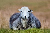 Herdwick Sheep Acrylic Paintings, Herdy Wall Art, Herdwick Sheep Art, Herdwick Sheep Oil Painting, Herdy Sheep Artist, Herdy Ewe, Lakeland Herdy Artworks, Mixed-Media Herdy Art, Herdwick Sheep Art Studio, Herdy Art, Herdwick Sheep Oil Pastels, Herdwick Wall Art, Herdies, Herdwick Sheep Sketch, Herdy Sketches, Herdwick, Lakeland Sheep, Herdy Sketch, Herdwick Drawings, Herdwick Sheep Prints, Herdwick, Herdy, Herdwick Sheep, Herdwick Artwork, Isle of Walney, Walton, Haverigg, Boot, Bothel, Wetherlam, Yoke, Moresby, Parsonby, Askam in Furness, Kentmere, Rest Dodd, High Newton, Great Broughton,  La