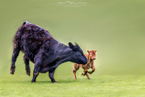 Cow Playing with Calf - Buttermere