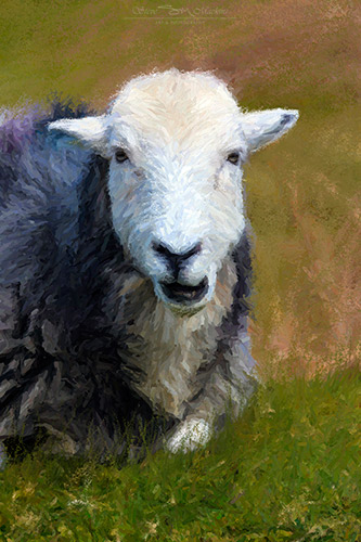 Grasmere Herdwick