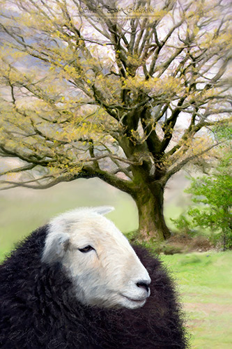 Buttermere Herdwick II