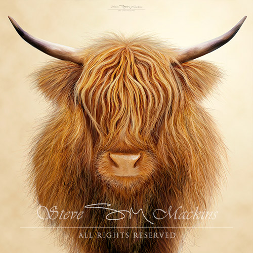 Highland Cow - Catriona - Highland Cows Art - Art Prints Highland Cow - Catriona
