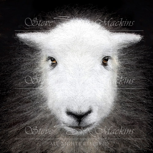Herdwick Portrait III