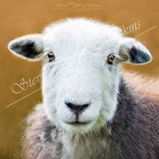 Cartmel Herdwick