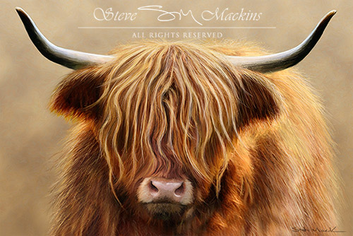 Highland Cow - Morag