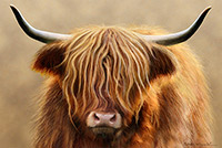 Highland Cow, Cattle, cow