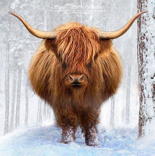 Highland Cow - Ina