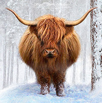 Highland Cow, Cattle, Scotland