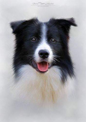 Border Collie Dog Portrait