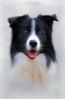 Border Collie, Dog, Dogs, Canine